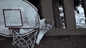 cat,sports,funny,basketball,dunks