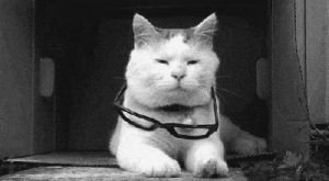 Funny cat GIF on GIFER - by Fogar