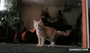 bubbles,funny,cat,cute,animals,kitten,adorable,playing,chasing