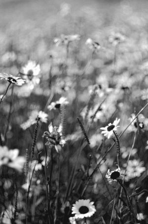 black and white,photo,flowers,plants