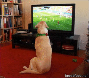 portugal,elimination,dog,animals,world cup