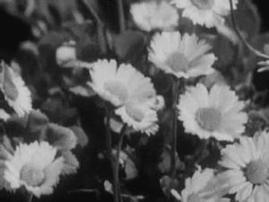 black and white,flowers,flower,daisy,fllowers