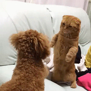 fighting,dog,cat
