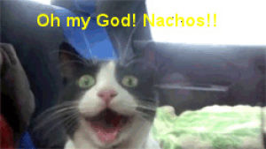 cat,excited,nachos