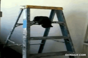 funny,cat,animals,fail,fall,kitten,falling,moving,ladder