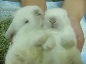 bunny,kisses