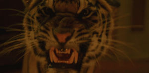 animal,photography,tiger,dangerous