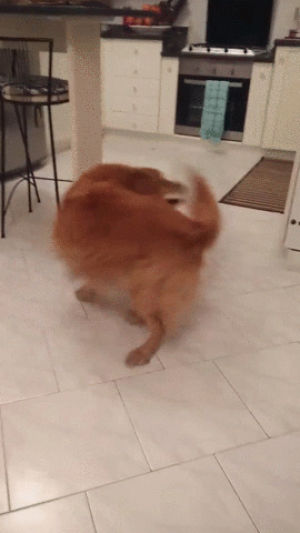 tail,fighting,dog