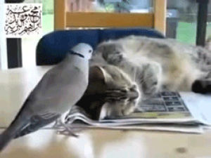bird,cat grabs bird,cat,animals