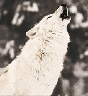wolf,howling,animals,barking