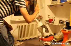 funny,cat,cute,animals,guy,playing,high five,double,stand,owner,dummie