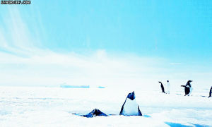 penguins,jump,ice,rise