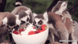 lemurs,animals,cute,adorable,eating,yummy,lunch,lemur,strawberries and cream,strawberry,ring tail