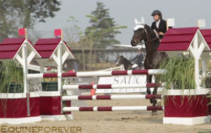 show jumping,animals,jump,horse,jumping,equestrian,equine,steeplechase