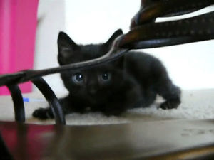 black cat,awww,kitty,pets,cat,kitten,blue eyes