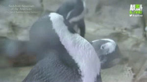 animals,penguin,audubon,penguins,animal planet,animal planet live,penguin live cam