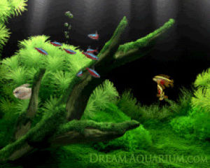 aquarium,fish,green,flow