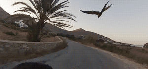 parrot,motorcycle,flying