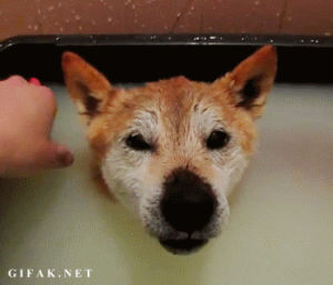dog,smile,bath,rubber ducky