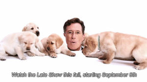 stephen colbert,puppies,the late show with stephen colbert,gonna wait for someone to the whole thing lmao