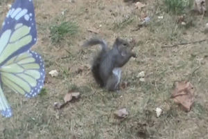 squirrel,most,worlds,eats,nut