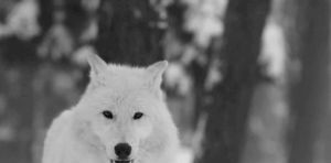 winter,animal,snow,white,wolf,beast,wild,forest,woods