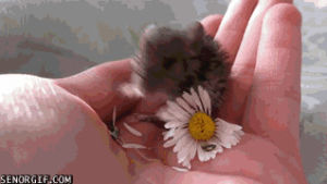 baby,flower,mouse,eats