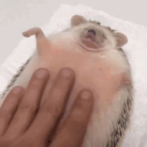 fat,massage,hedgehog,belly,rub