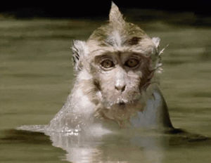 swimming,monkey,underwater