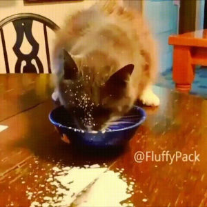cat,drinking,milk,sucks