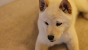 Inu Someone Shiba Inu Gif Find On Gifer