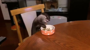 eating,sitting,dinner,kitchen,otter