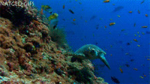 fish,deepsea,sea,ocean,waves,turtle,crustaceans,turtle sea