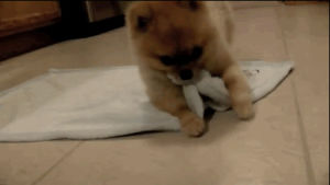 pomeranian,sleep,excited,blanket,trick,happy,funny,cute,dog,animals,roll over