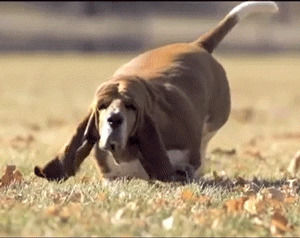 running,slow motion,dog,fat