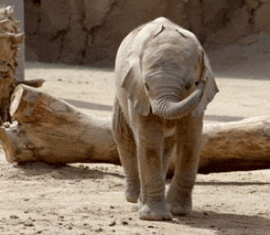 san diego zoo safari park,elephant calf,baby animals,animals,nature,adorable,elephant,wildlife,trunk,conservation