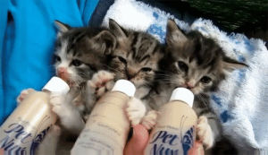 milk,baby,kittens