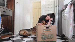dog,packing,work,puppy,moving,writing,pack,boxes,tasha leelyn