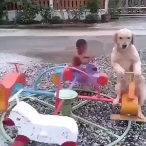 roundabout,dog