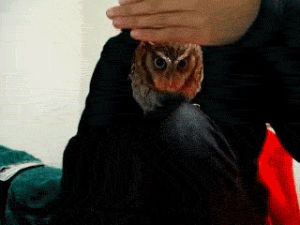 baby owl,animal,owl