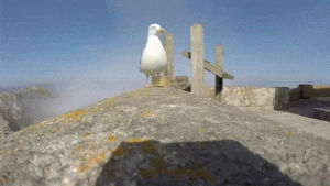 spain,films,view,gopro,seagull,steals,islas,hollywood actress