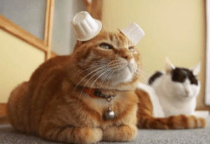ears,cat,cats,milk,cream,pounce
