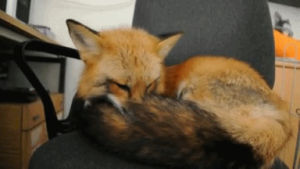 furry,cute,animals,fox,tail