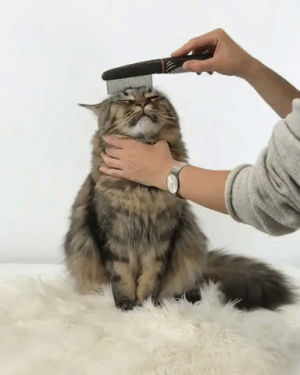 cat,purr,comb,aww,combing,cute,eyebleach