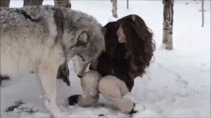 wolves,dogs,opportunity,kisses,remind,vets