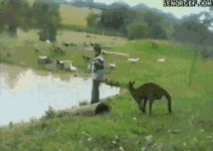 animals,fail,kick,kangaroo,jerk,pond