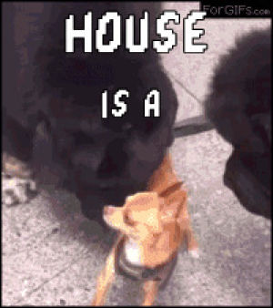 house music,chihuahua,house,seattle,tags,small dogs run this town