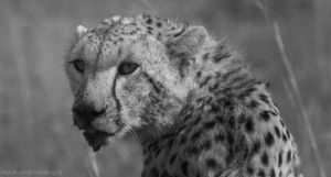 cheetah,cat,animals,black and white,great migrations