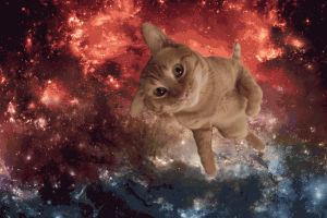 space cat,cats in space,kitten,cute cat,cat in space