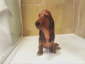 shower,wet,dog,sad